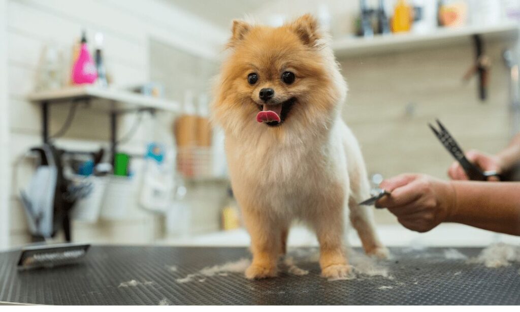 Pet Grooming Services in Dubai