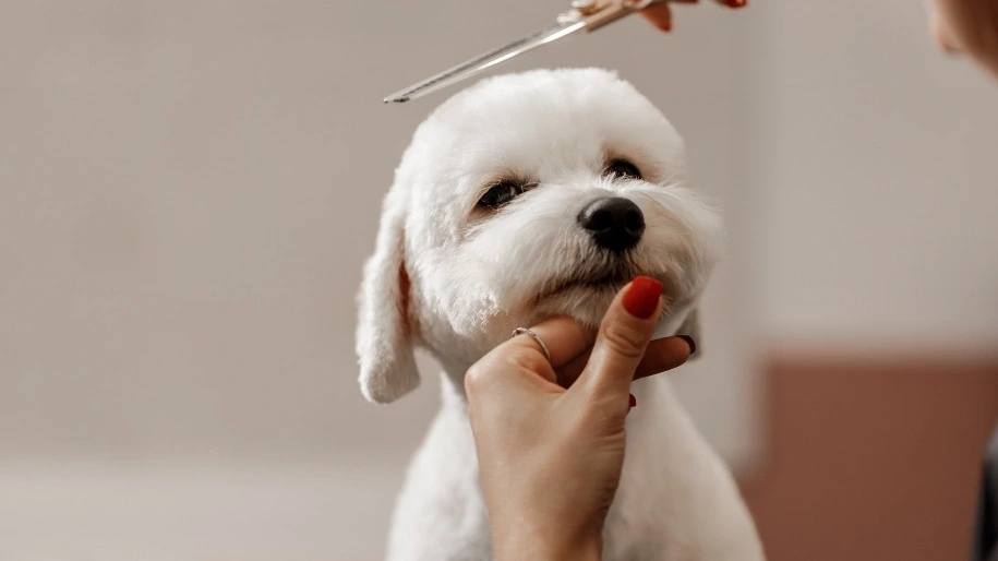 Pet Grooming Business in Dubai